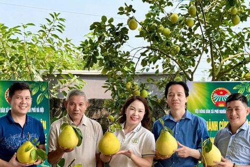 Nông dân Phú Nghĩa tập trung sản xuất nông nghiệp sạch