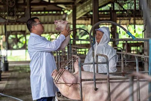 Phúc lợi động vật - mắt xích mới của chuỗi chăn nuôi