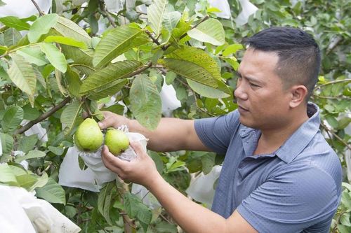 Nông dân Nghệ An làm giàu nhờ trồng ổi không hạt