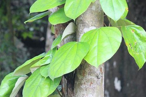 Nam dược trên chiến trường – Khi cây cỏ trở thành 'kho thuốc' cứu người