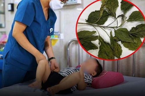 Chữa táo bón bằng lá lộc mại, bé trai 2 tuổi sốt cao, vàng da cấp cứu