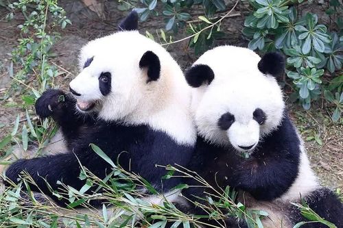 Trung Quốc gửi 2 gấu trúc tới Mỹ làm 'sứ giả hữu nghị'