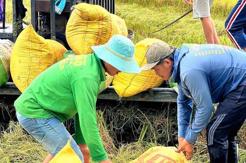 Nông dân gặp khó đầu ra lúa hè thu