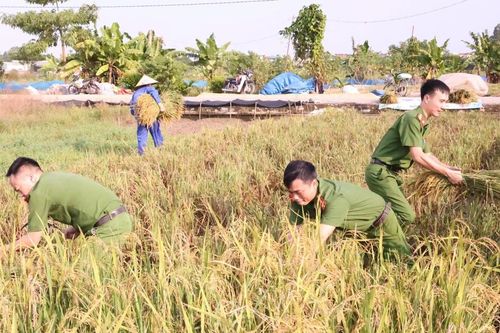 Công an xã Tam Hưng xuống đồng giúp dân thu hoạch lúa