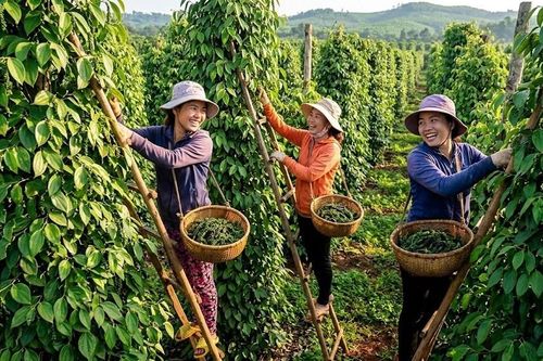 Giá hồ tiêu hôm nay 25.9.2026: Thị trường chững lại sau nhịp điều chỉnh