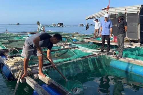 Quảng Ngãi: Lý Sơn hỗ trợ cá giống, mở hướng sinh kế mới cho người nuôi lồng bè