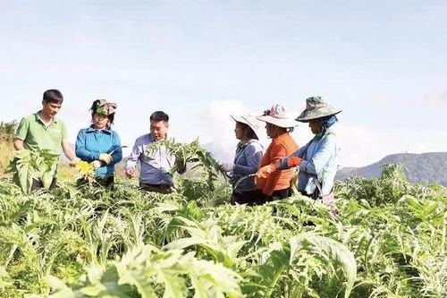Lào Cai khuyến khích phát triển 53 loài cây dược liệu