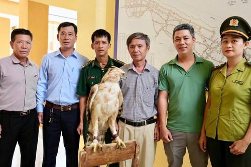 Người dân ở Huế tự nguyện giao nộp cá thể Diều núi quý hiếm