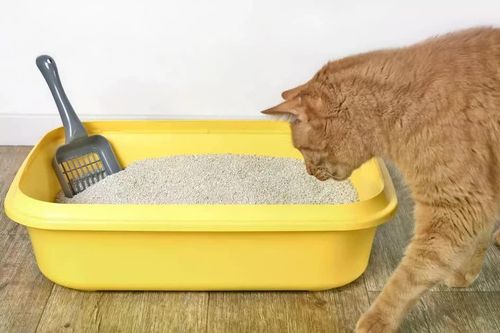 Nước tiểu của mèo chứa một 'thẻ căn cước' hóa học bí ẩn