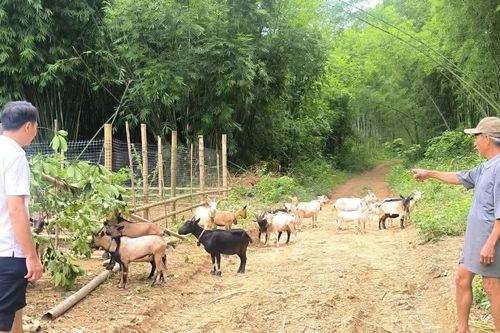 Trao sinh kế, mở hướng thoát nghèo bền vững ở vùng cao Thanh Hóa