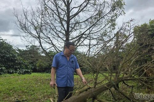 Gia Lai: Mưa kéo dài, nhiều vườn sầu riêng chết khô, nông dân thiệt hại hàng trăm triệu đồng