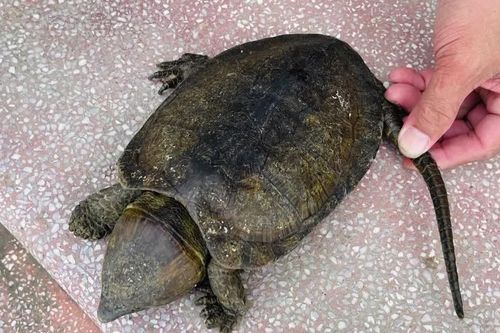 Nhóm học sinh phát hiện rùa quý hiếm lạc vào vườn sau mưa lớn