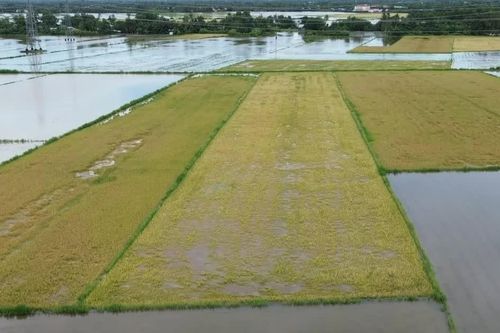 Mưa lớn nhấn chìm hơn 4.200 ha lúa