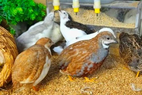 Chàng trai biến trường học bỏ hoang thành trang trại gà 'tí hon', kiếm tiền tỷ