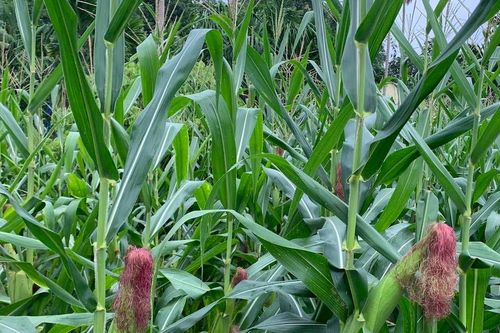 7 công dụng vàng của râu ngô: Hơn cả một loại thức uống giải nhiệt