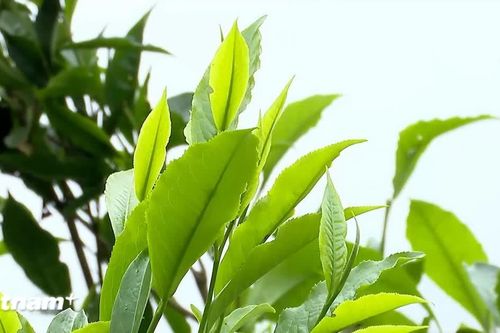 Chè Shan tuyết Phình Hồ - 'báu vật' của người Mông ở vùng cao Tây Bắc