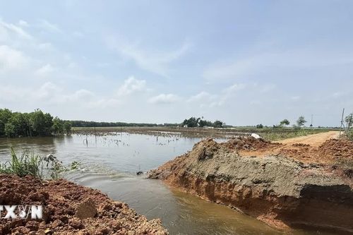 Mưa lớn gây thiệt hại 7.800ha cây trồng, Thanh Hóa khẩn trương phục hồi sản xuất