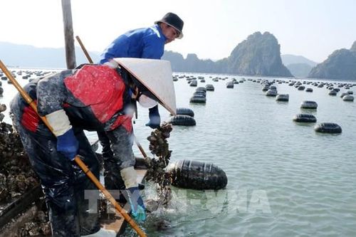 Kinh tế biển Quảng Ninh - Bài 2: Hiện đại hóa nghề nuôi biển