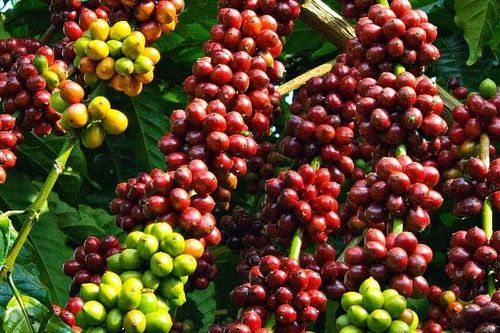Giá nông sản hôm nay (24/9): Giá cà phê đảo chiều bật tăng, giá lợn hơi biến động