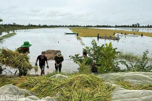 Giang Thành huy động lực lượng hỗ trợ thu hoạch gần 50ha lúa ngập