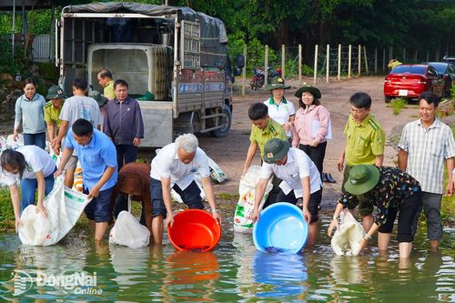 Thả hơn 10 ngàn con cá giống vào hồ Trị An