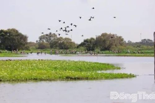 Khi cánh đồng biết giữ chim trời