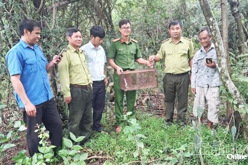 Công an xã Vĩnh Hải phối hợp tiếp nhận và thả cá thể trăn gấm về rừng