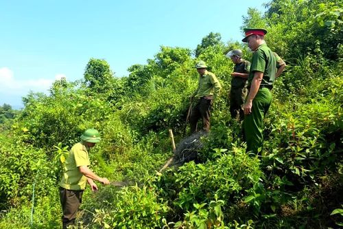 Bát Xát: Gần 7.000 m² lưới bẫy chim bị tháo dỡ trong tháng 9