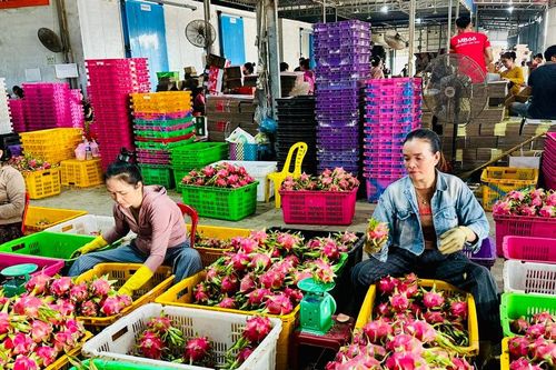 Thanh long vụ nghịch và nghịch lý mùa 'trăng'