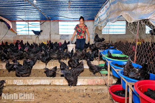 Từ mô hình chăn nuôi giá trị kinh tế cao- hướng tới vùng sản xuất hàng hóa tập trung