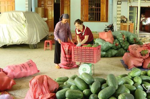 Bí xanh thơm Bắc Kạn được cấp văn bằng bảo hộ chỉ dẫn địa lý