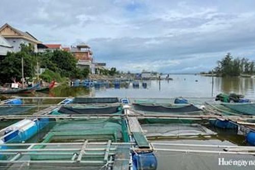 Hơn 86 tỷ đồng hỗ trợ khôi phục sản xuất nông nghiệp vùng thiên tai