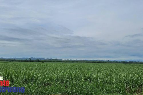 Nghệ An phát triển cây con chủ lực (Bài 2): Bài toán chi phí ẩn và nguyên lý kinh tế tuần hoàn trong nông nghiệp