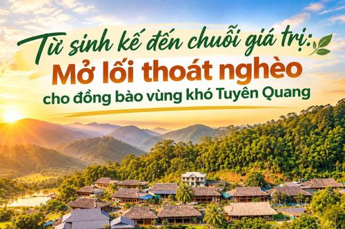 Từ sinh kế đến chuỗi giá trị: Mở lối thoát nghèo cho đồng bào vùng khó Tuyên Quang