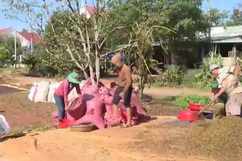 Nông sản Việt tăng khả năng cạnh tranh nhờ EUDR