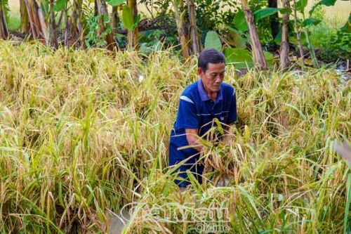 1.000 ha lúa hè thu bị ngập úng, xã Khánh Bình tính phương án hỗ trợ dân thu hoạch thủ công