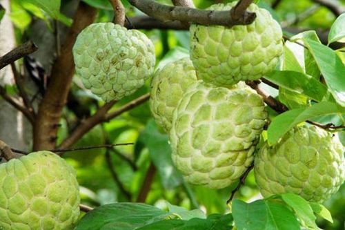 Loại quả Việt Nam trồng khắp nơi, lên núi đá lại thành đặc sản, loại VIP 2 quả/kg giá tới 200.000 đồng