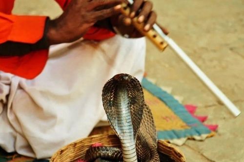 Bí mật sau màn 'điều khiển' rắn hổ mang bằng kèn của các 'pháp sư' Ấn Độ