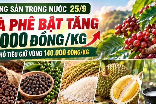 Nông sản trong nước 25/9: Cà phê bật tăng 1.000 đồng/kg, hồ tiêu giữ vùng 140.000 đồng/kg