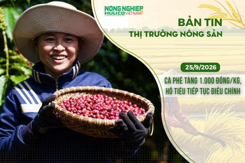 Thị trường nông sản 25/9/2026: Cà phê bật tăng 1.000 đồng/kg, hồ tiêu tiếp tục điều chỉnh