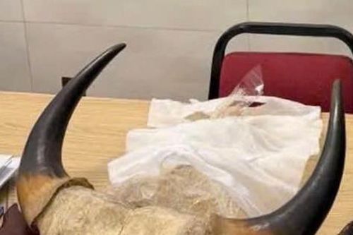 Mua đi bán lại sừng động vật quý, hiếm: Trả giá đắt vì thiếu hiểu biết pháp luật