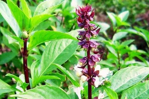 Loại rau thơm mang ý nghĩa phát tài, dễ chăm sóc không phải ai cũng biết để trồng
