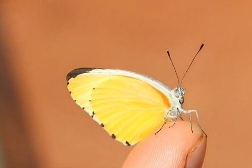 Bướm vàng bay vào nhà và sự bình phục sau cơn ốm nặng của bà nội