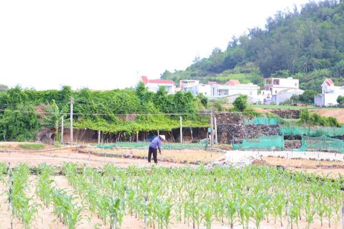 Quảng Ngãi: Lý Sơn ưu tiên nguồn lực tạo sinh kế cho người dân
