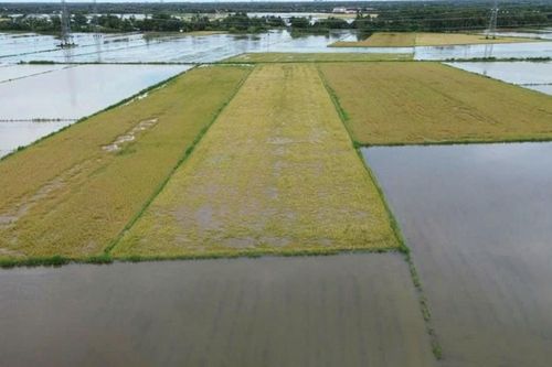Cà Mau khắc phục 6.860ha lúa hè thu bị ngập do mưa lớn kéo dài