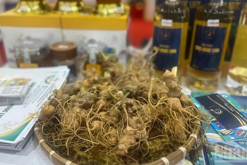 Vụ 'Dịch vụ kiểm tra ADN và phân tích saponin sâm Ngọc Linh… chưa được cấp phép': Nhiều doanh nghiệp, cá nhân gửi mẫu kiểm tra ADN