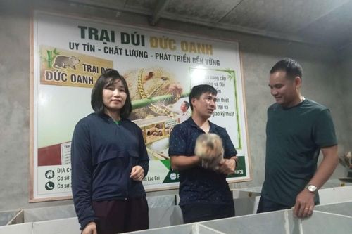 Nuôi dúi - hướng phát triển kinh tế ở Văn Lang