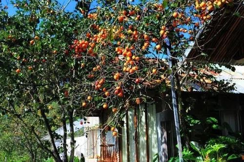 Sự thật thú vị ít người biết về loài cây cho quả đặc trưng mùa thu Việt Nam