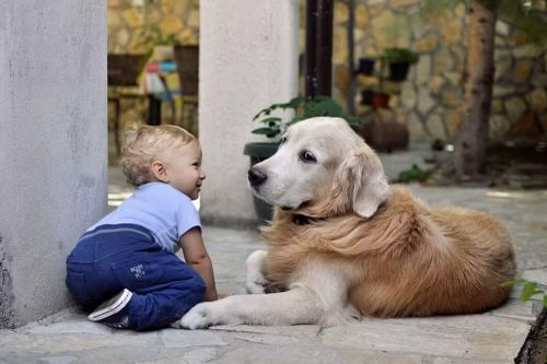 Khoa học hé lộ cách chó 'hiểu' lời nói của con người
