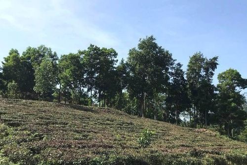Đất giao năm 1994, tiền đã nộp được tính thế nào khi cấp lại sổ đỏ?